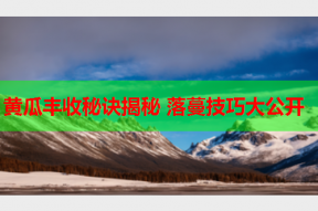 黄瓜丰收秘诀揭秘 落蔓技巧大公开